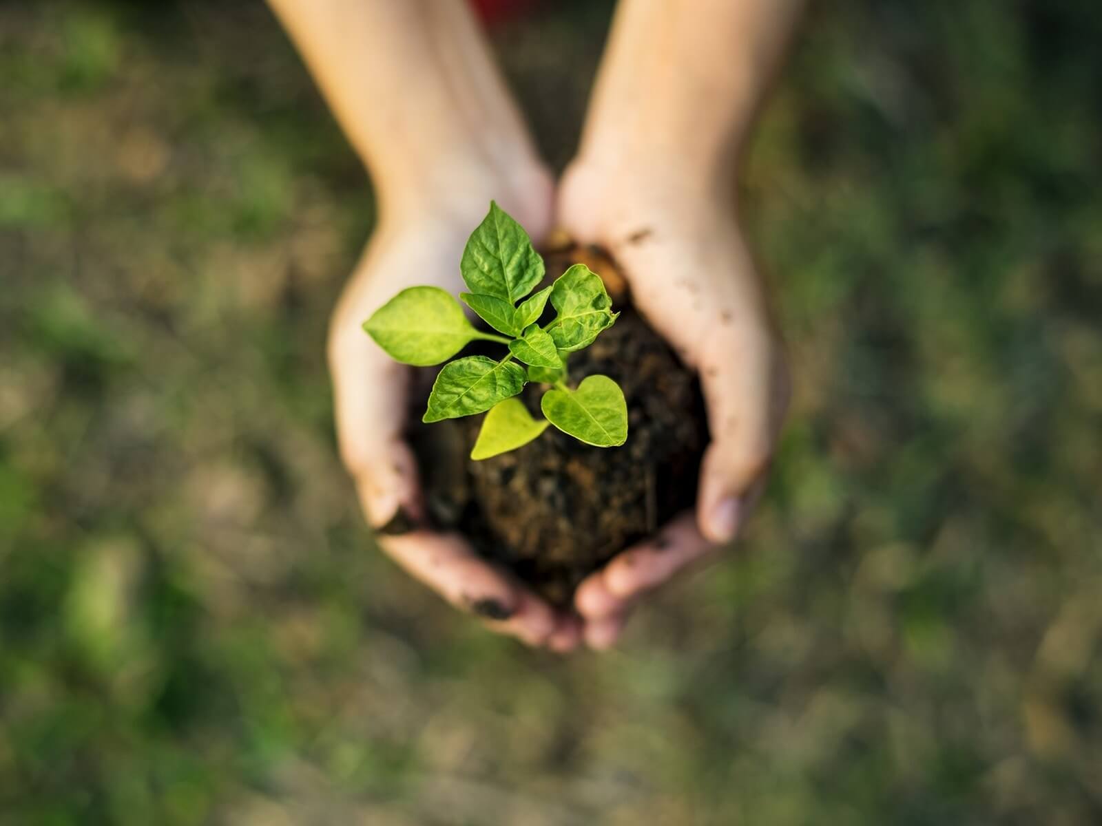 Environment & Sustainability